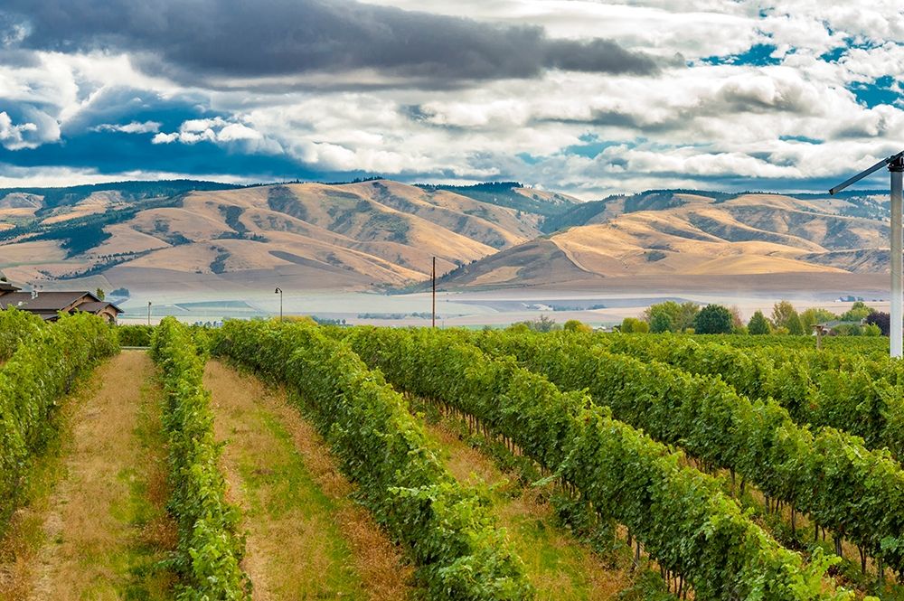 Washington State-Walla Walla Pepper Bridge Vineyard with Blue Mountains in the background